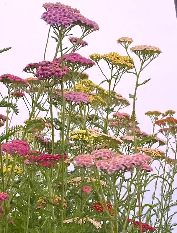 Achillea 'Summer Pastels'